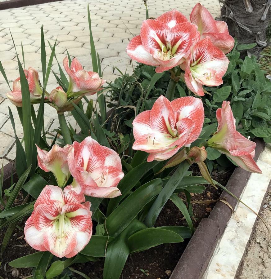 Palme Βίλα Πόρετς Εξωτερικό φωτογραφία